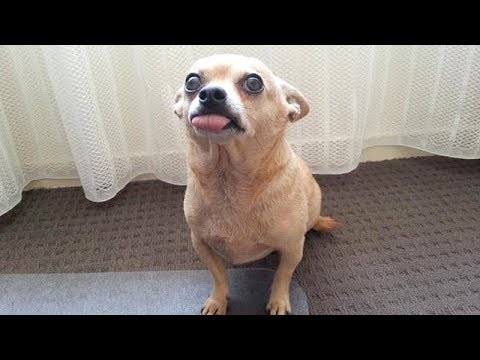 Are CHIHUAHUAS the FUNNIEST DOGS? – Funny CHIHUAHUA DOG videos that